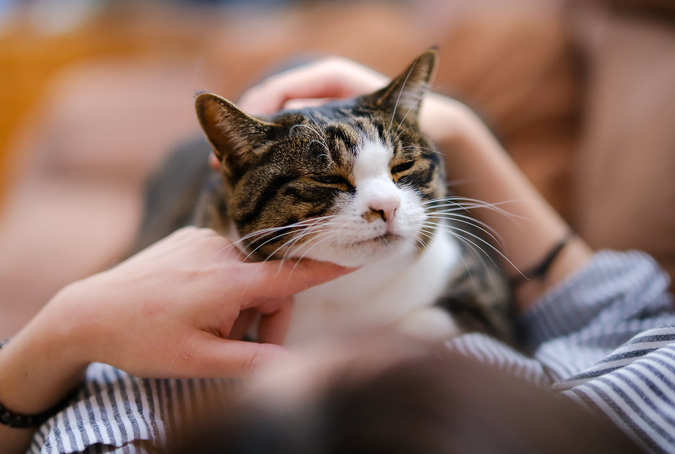 保護猫と交流する様子